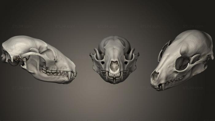 Анатомия скелеты и черепа (Черепа животных 02, ANTM_0227) 3D модель для ЧПУ станка